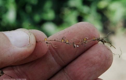 Scout Now for Soybean Cyst Nematode (SCN): The Hidden Enemy